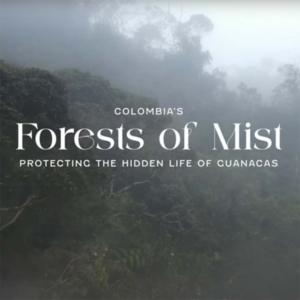 Forests of Mist