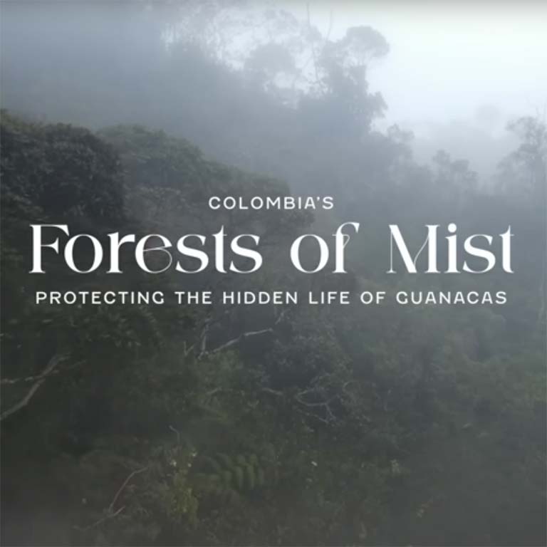 Forests of Mist